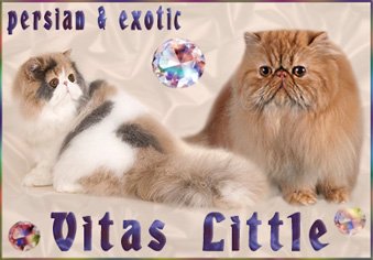 Vitas Little Cattery